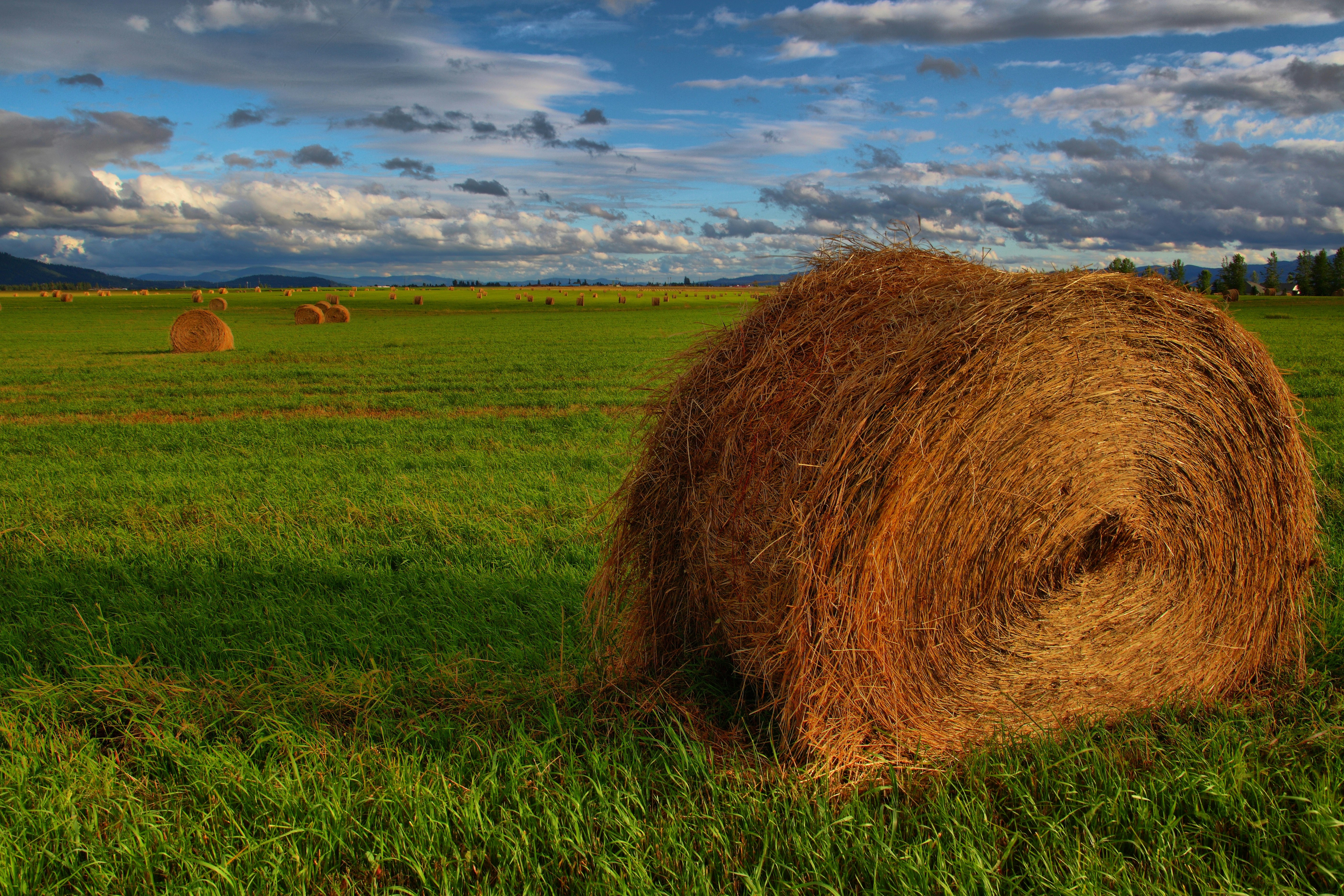 ball of hay on grass